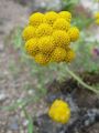 Foto Gelb Ageratum, Goldenen Ageratum, Afrikanisches Gänseblümchen Beschreibung, Merkmale und wächst