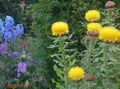 Photo Yellow Hardhead, Bighead Knapweed, Giant Knapweed, Armenian Basketflower, Lemon Fluff Knapweed description, characteristics and growing