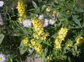 gul Hage blomster Gul Loosestrife, Lysimachia punctata Bilde, dyrking og beskrivelse, kjennetegn og voksende