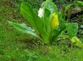 bílá Zahradní květiny Žlutý Skunk Zelí, Lysichiton fotografie, kultivace a popis, charakteristiky a pěstování