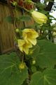 gelb Gartenblumen Gelbes Wachs Glocken, Kirengeshoma palmata Foto, Anbau und Beschreibung, Merkmale und wächst
