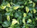 Photo Alternanthera Leafy Ornamentals description, characteristics and growing
