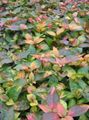 Photo Alternanthera Leafy Ornamentals description, characteristics and growing