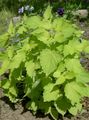 Photo Anise Hyssop, Licorice Mint Leafy Ornamentals description, characteristics and growing