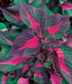 brokiga Dekorativa Växter Nötstek Anläggning dekorativbladiga, Perilla Fil, uppodling och beskrivning, egenskaper och odling