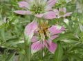 Photo Bergamot, Horsemint, Spotted Beebalm, Bee Balm Leafy Ornamentals description, characteristics and growing