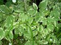 Photo Bishop's Weed, Goutweed, Ground Elder Leafy Ornamentals description, characteristics and growing
