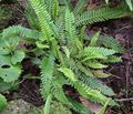 Photo Blechnum Ferns description, characteristics and growing