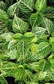 Photo Bloodleaf, Chicken Gizzard Leafy Ornamentals description, characteristics and growing