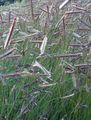 zelena Ukrasne Biljke Plava Trava Za Ispašu trave (žitarice), Bouteloua Foto, uzgajanje i opis, karakteristike i uzgoj