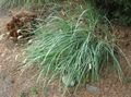 light blue Ornamental Plants Blue Moor-grass cereals, Sesleria Photo, cultivation and description, characteristics and growing