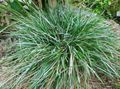 Photo Blue Moor-grass Cereals description, characteristics and growing