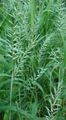 Foto Bottlebrush Grass Getreide Beschreibung, Merkmale und wächst