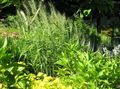 Foto Bottlebrush Grass Getreide Beschreibung, Merkmale und wächst