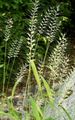 薄緑 観賞植物 ボトルブラシ草 コーンフレーク, Hystrix patula フォト, 栽培 と 説明, 特性 と 成長