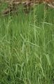 Foto Bowles Goldenen Gras, Goldhirse Gras, Vergoldetem Holz Hirse Getreide Beschreibung, Merkmale und wächst