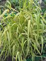 Foto Bowles Goldenen Gras, Goldhirse Gras, Vergoldetem Holz Hirse Getreide Beschreibung, Merkmale und wächst