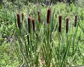 Photo Broadleaf Cattail, Bulrush, Cossack Asparagus, Flags, Reed Mace, Dwarf Cattail, Graceful Cattail Aquatic Plants description, characteristics and growing