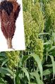 Foto Besen Mais Getreide Beschreibung, Merkmale und wächst