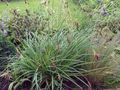 grønn Prydplanter Carex, Starr frokostblandinger Bilde, dyrking og beskrivelse, kjennetegn og voksende