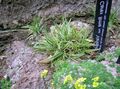 zöld Dísznövény Carex, Sás gabonafélék fénykép, termesztés és leírás, jellemzők és növekvő