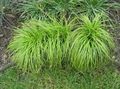 roheline Dekoratiivtaimede Carex, Tarnad teravilja Foto, kultiveerimine ja kirjeldus, omadused ja kasvav