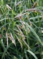 Foto Cheatgrass Getreide Beschreibung, Merkmale und wächst