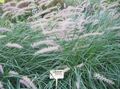 green Ornamental Plants Chinese fountain grass, Pennisetum cereals Photo, cultivation and description, characteristics and growing