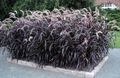 バーガンディ、クラレット 観賞植物 中国の噴水草、pennisetum コーンフレーク フォト, 栽培 と 説明, 特性 と 成長
