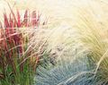rot Dekorative Pflanzen Cogon Gras, Satintail, Japanisches Blut Gras getreide, Imperata cylindrica Foto, Anbau und Beschreibung, Merkmale und wächst