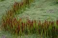 წითელი დეკორატიული მცენარეები Cogon ბალახის, Satintail, იაპონელი სისხლის ბალახის მარცვლეული, Imperata cylindrica სურათი, გაშენების და აღწერა, მახასიათებლები და იზრდება