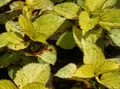 Photo Coleus, Flame Nettle, Painted Nettle Leafy Ornamentals description, characteristics and growing