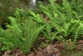 Photo Common polypody, Rock Polypody Ferns description, characteristics and growing