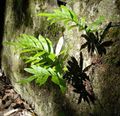 grønn Prydplanter Felles Polypody, Rock Polypody bregner, Polypodium Bilde, dyrking og beskrivelse, kjennetegn og voksende