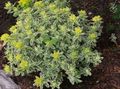 黄 観賞植物 クッショントウダイグサ 緑豊かな観葉植物, Euphorbia polychroma フォト, 栽培 と 説明, 特性 と 成長