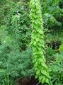 Foto Dioscorea Caucasica Dekorative-Laub Beschreibung, Merkmale und wächst