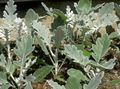 Photo Dusty Miller, Silver Ragwort Leafy Ornamentals description, characteristics and growing