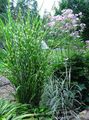 Foto Eulalia, Geburts Gras, Zebragras, Chinaschilf Getreide Beschreibung, Merkmale und wächst
