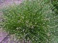 Photo Fiber Optic Grass, Salt Marsh Bulrush Aquatic Plants description, characteristics and growing