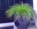 zöld Dísznövény Üvegszálas Fű, Sós Mocsári Sás vízinövények, Isolepis cernua, Scirpus cernuus fénykép, termesztés és leírás, jellemzők és növekvő
