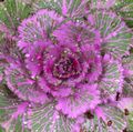 Photo Flowering Cabbage, Ornamental Kale, Collard, Cole  description, characteristics and growing