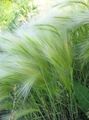 sølvfarvede Prydplanter Foxtail Byg, Egern-Tail korn, Hordeum jubatum Foto, dyrkning og beskrivelse, egenskaber og voksende