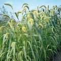 verde Plantas Ornamentais Foxtail Millet cereais, Setaria foto, cultivo e descrição, características e crescente