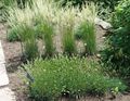 green Ornamental Plants Glaucous Hair-Grass, Large Blue June Grass, Large Blue Hair Grass cereals, Koeleria Photo, cultivation and description, characteristics and growing
