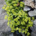 Foto Golden Saxifrage Dekorative-Laub Beschreibung, Merkmale und wächst