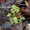 svetlo-zelena Okrasne Rastline Golden Saxifrage okrasna listnata, Chrysosplenium fotografija, gojenje in opis, značilnosti in rast