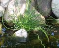 green Ornamental Plants Hard Rush, Weeping Blue Rush, Corkscrew Rush, Twisted Arrows aquatic plants, Juncus Photo, cultivation and description, characteristics and growing