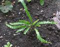 მწვანე დეკორატიული მცენარეები Hart ენა Fern გვიმრები, Phyllitis scolopendrium სურათი, გაშენების და აღწერა, მახასიათებლები და იზრდება