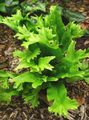 groen Sierplanten Hart's Tong Varen, Phyllitis scolopendrium foto, teelt en beschrijving, karakteristieken en groeiend