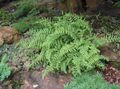 Photo Hay Scented Fern  description, characteristics and growing